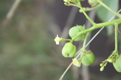 Jatropha glandulifera